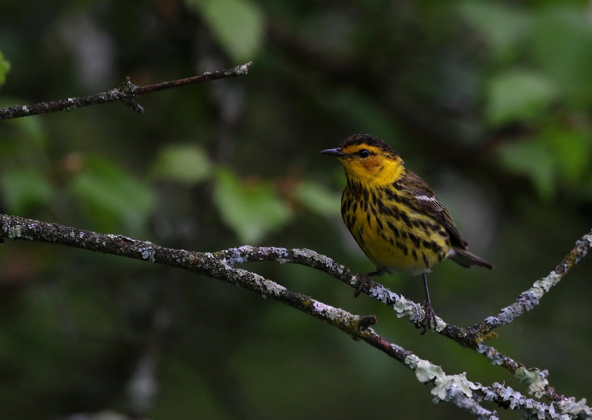 Cape May Warbler - ML619154490