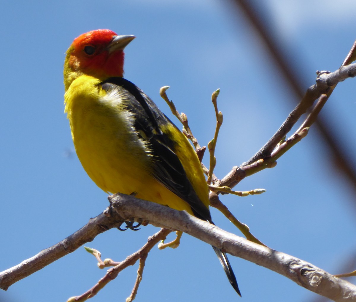 Western Tanager - ML619154494