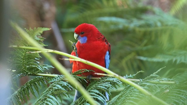  - Crimson Rosella