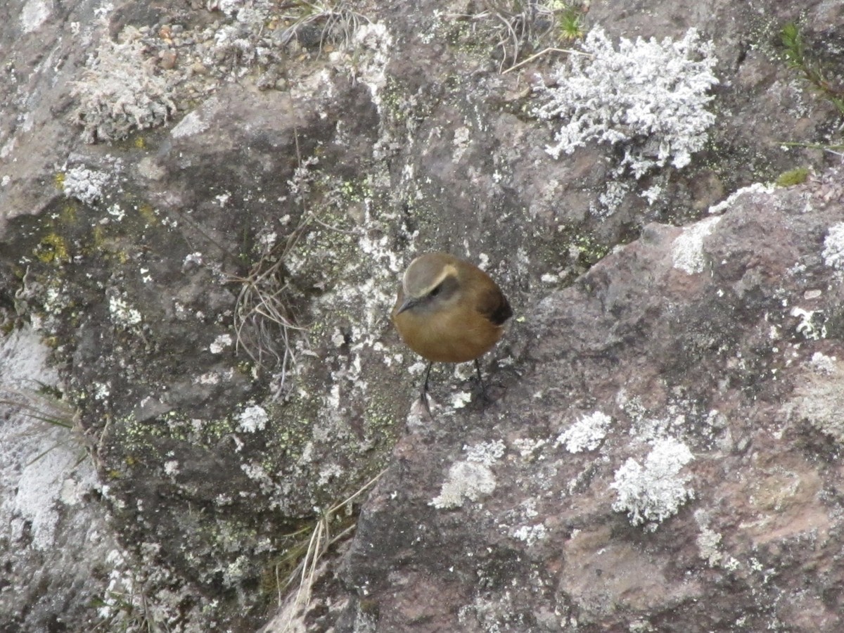 Brown-backed Chat-Tyrant - ML619154523
