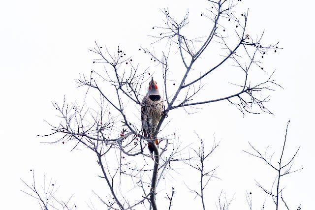 Northern Flicker (Red-shafted) - ML619154699
