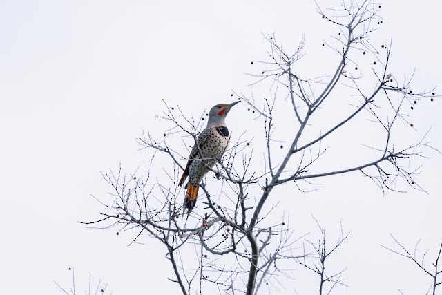 Northern Flicker (Red-shafted) - ML619154702