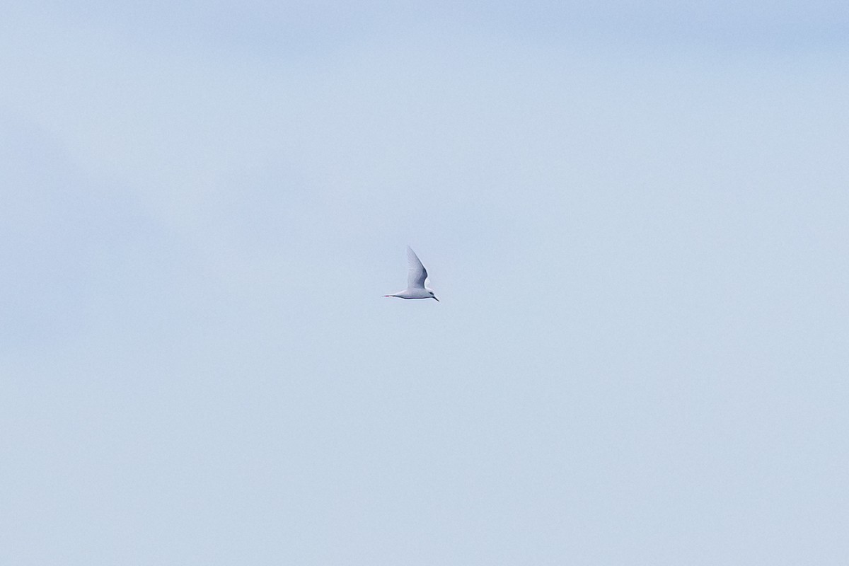 White Tern - ML619154722