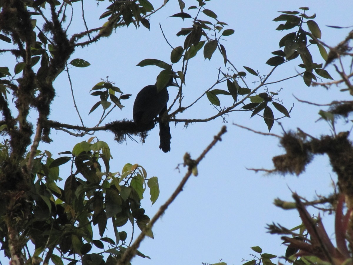 Эквадорская зонтичная птица - ML619154752