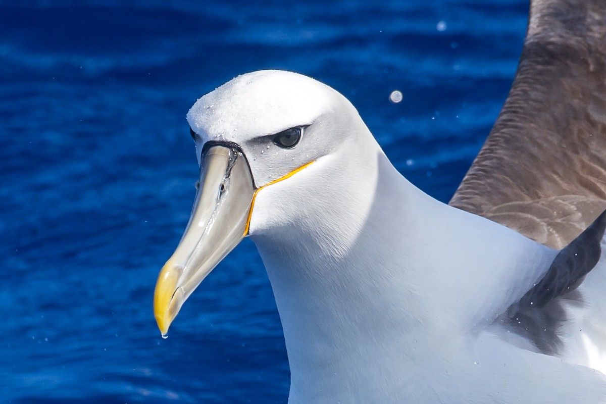 Albatros à cape blanche - ML619154756