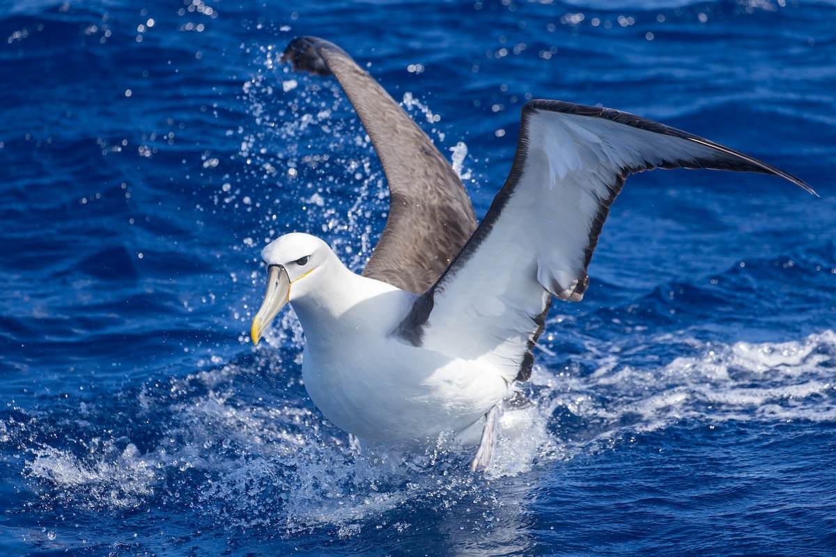 Albatros à cape blanche - ML619154757