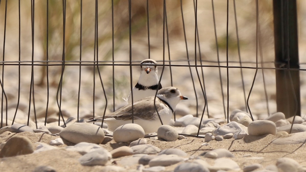 Piping Plover - ML619154811