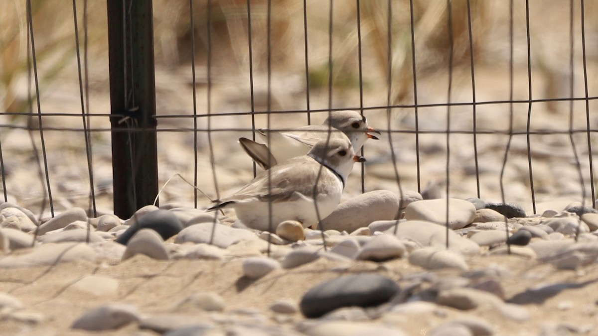 Piping Plover - ML619154812
