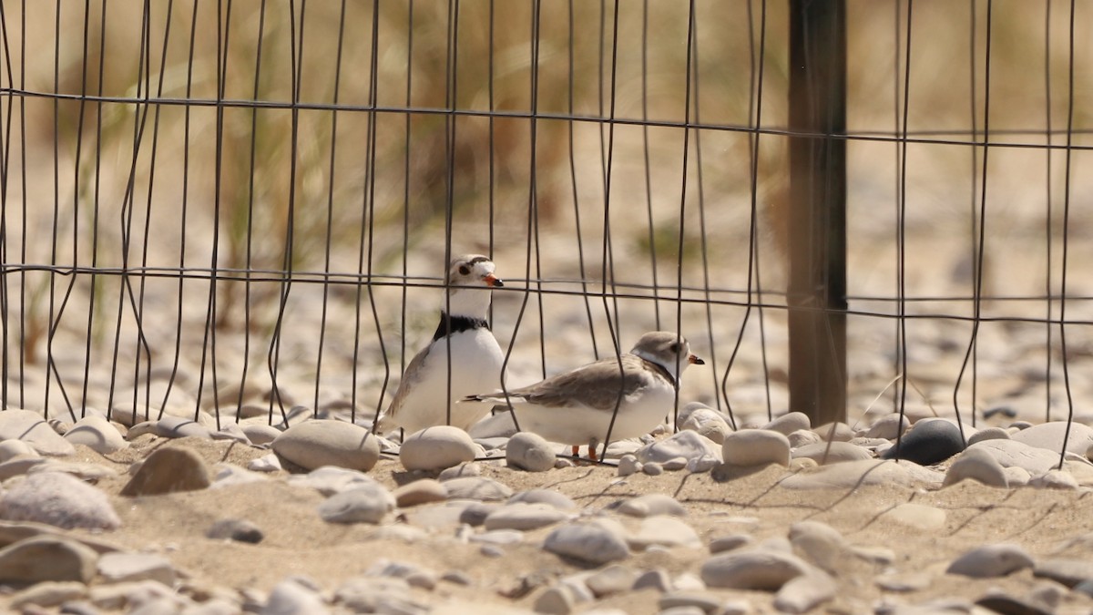 Piping Plover - ML619154815