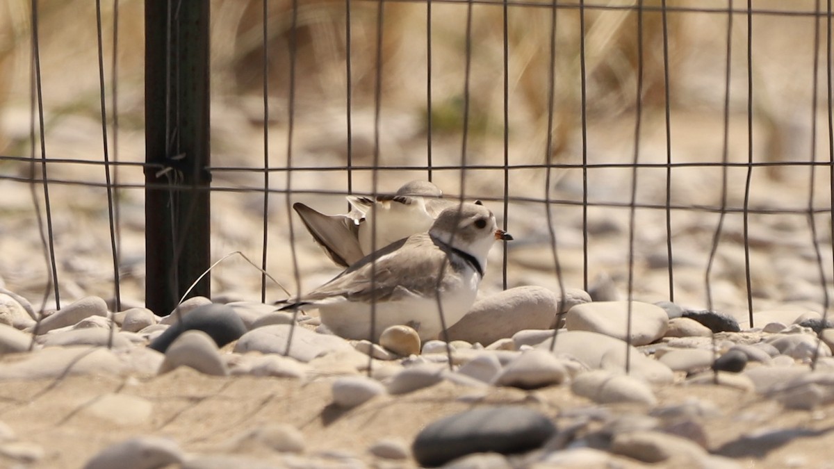 Piping Plover - ML619154816