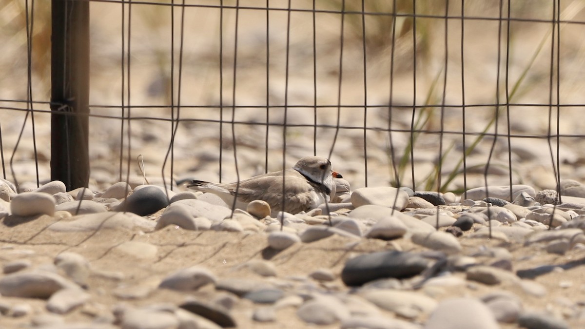 Piping Plover - ML619154817