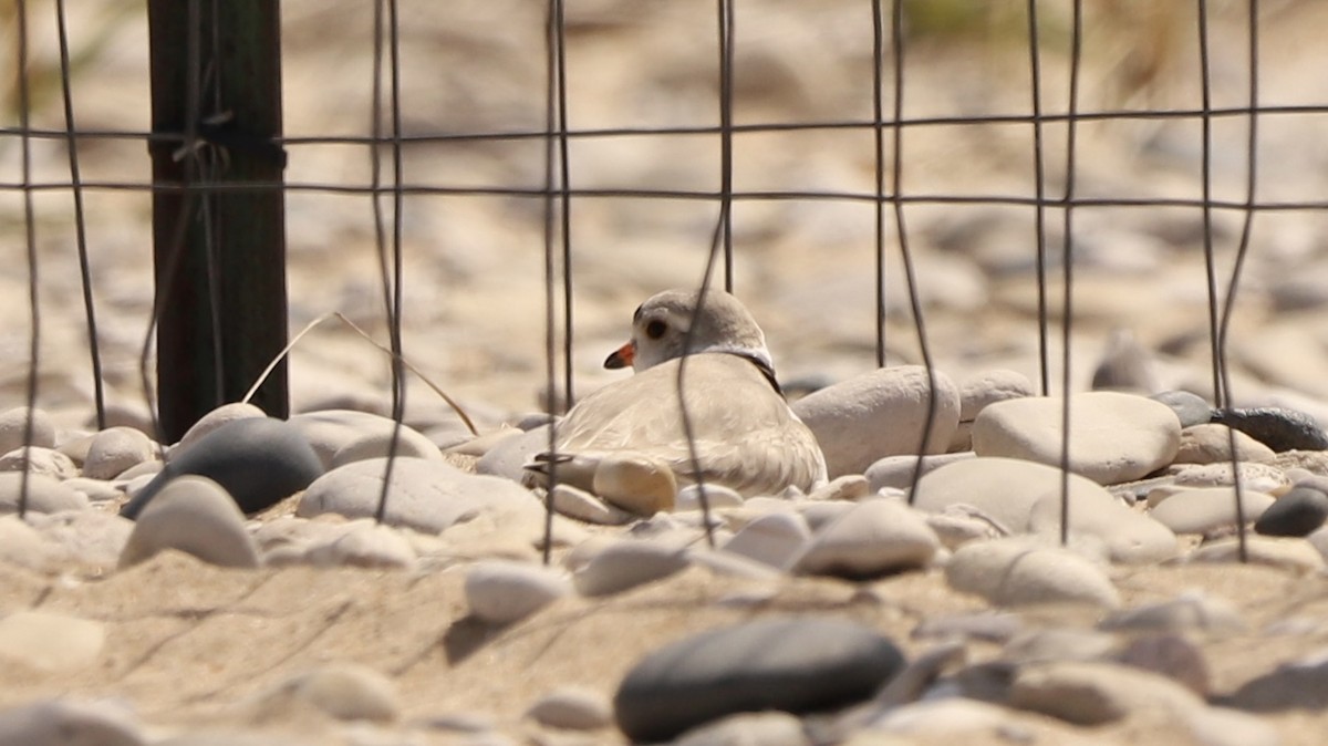 Piping Plover - ML619154821
