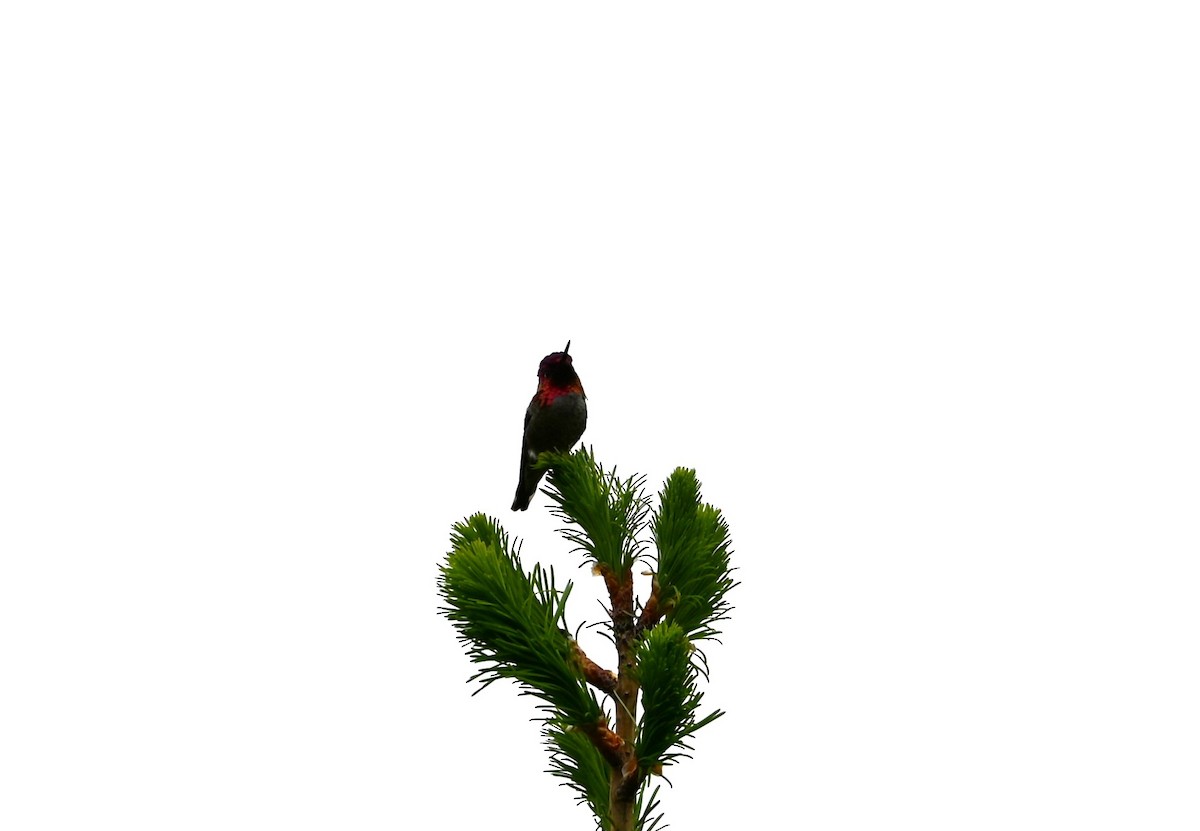 Anna's Hummingbird - ML619154861