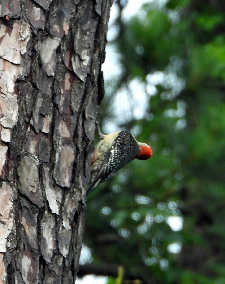 Red-bellied Woodpecker - ML619154873