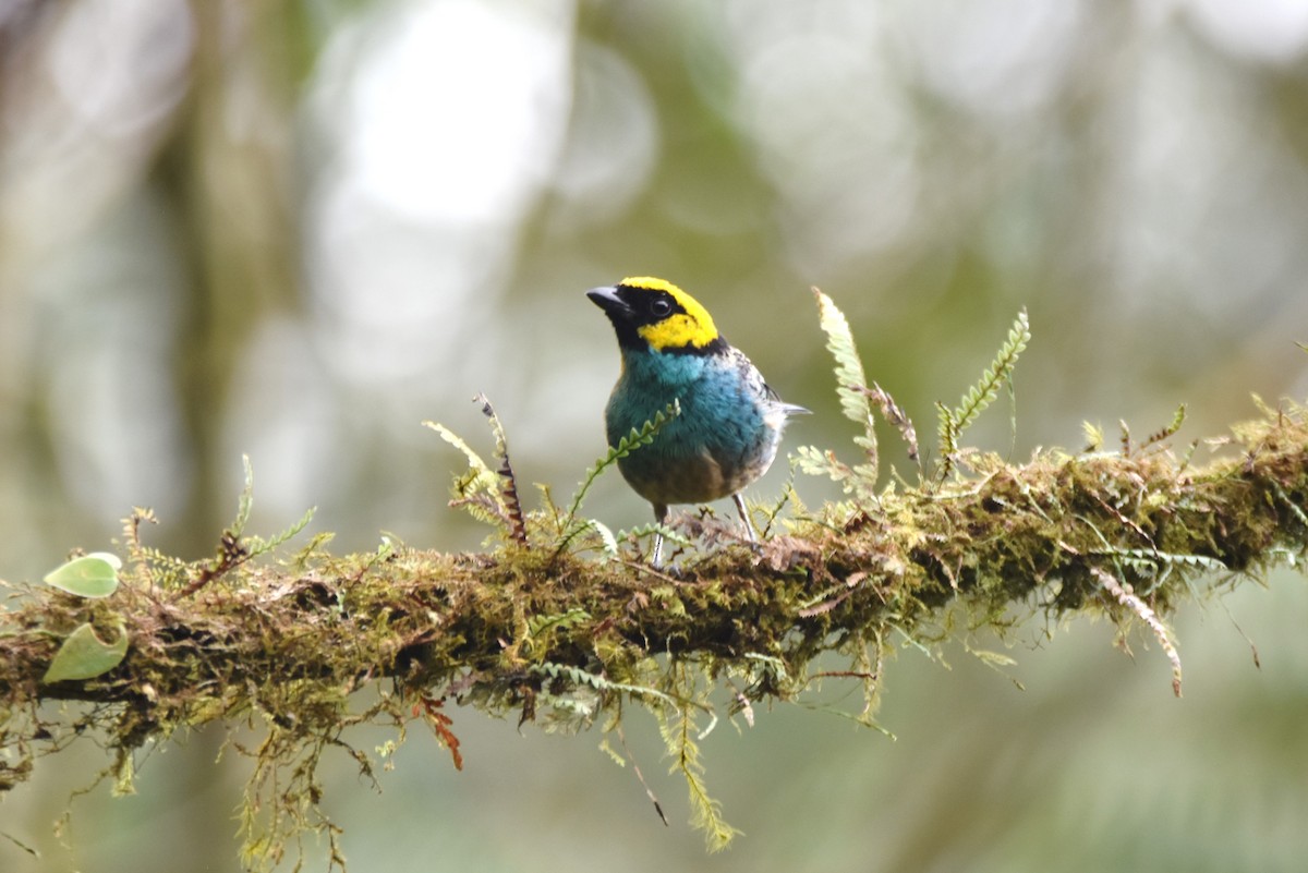 Saffron-crowned Tanager - ML619154880