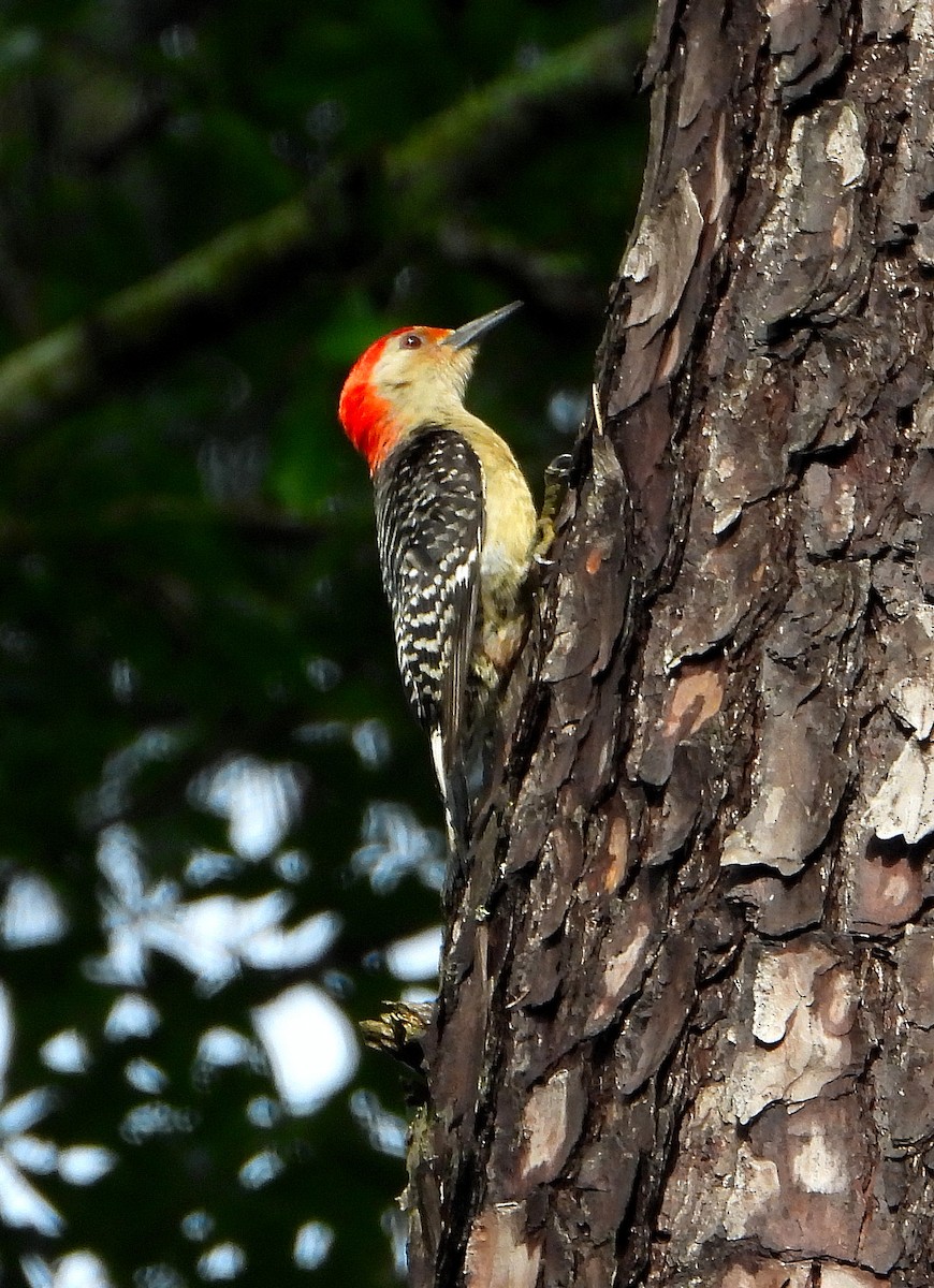 Red-bellied Woodpecker - ML619154885