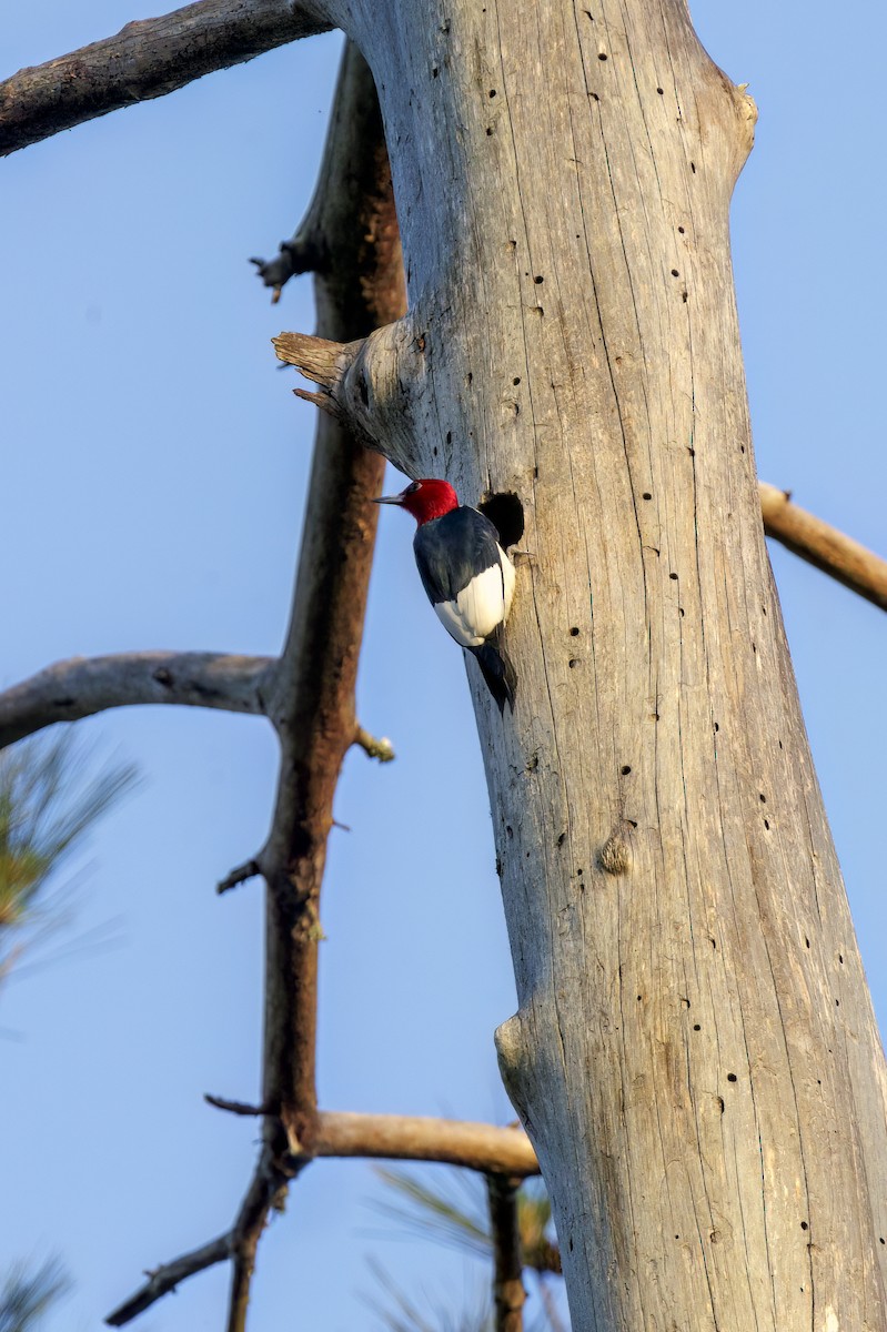 Red-headed Woodpecker - ML619154922