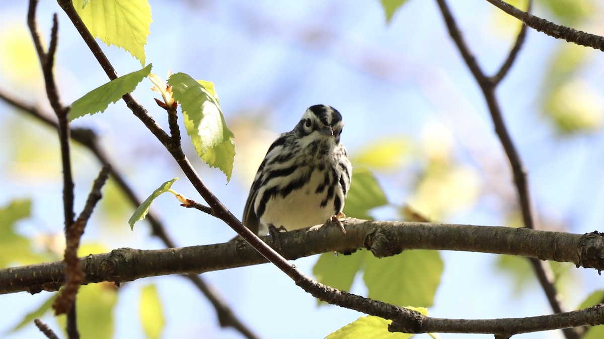 Black-and-white Warbler - ML619154930