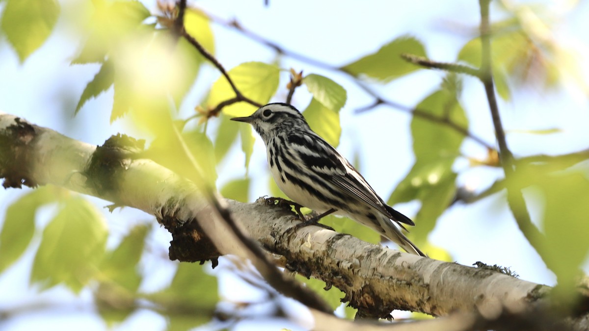 Black-and-white Warbler - ML619154931