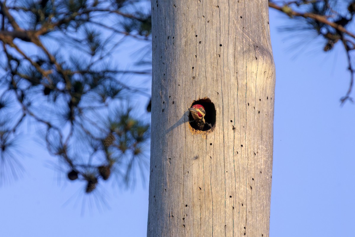 Pileated Woodpecker - ML619154944