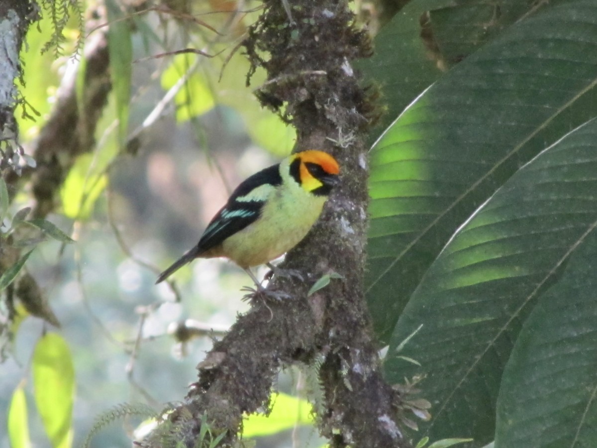Flame-faced Tanager - ML619154948