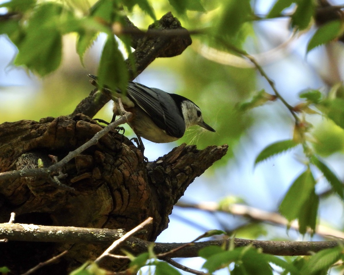 White-breasted Nuthatch - ML619154973