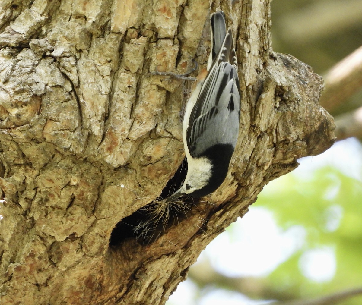 White-breasted Nuthatch - ML619154977