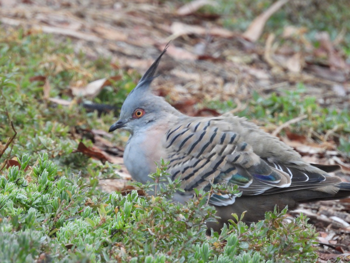 Crested Pigeon - ML619154995