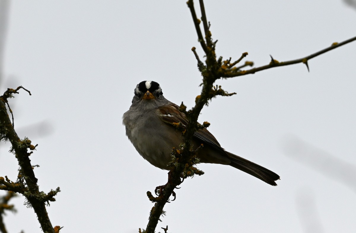 White-crowned Sparrow - ML619155008