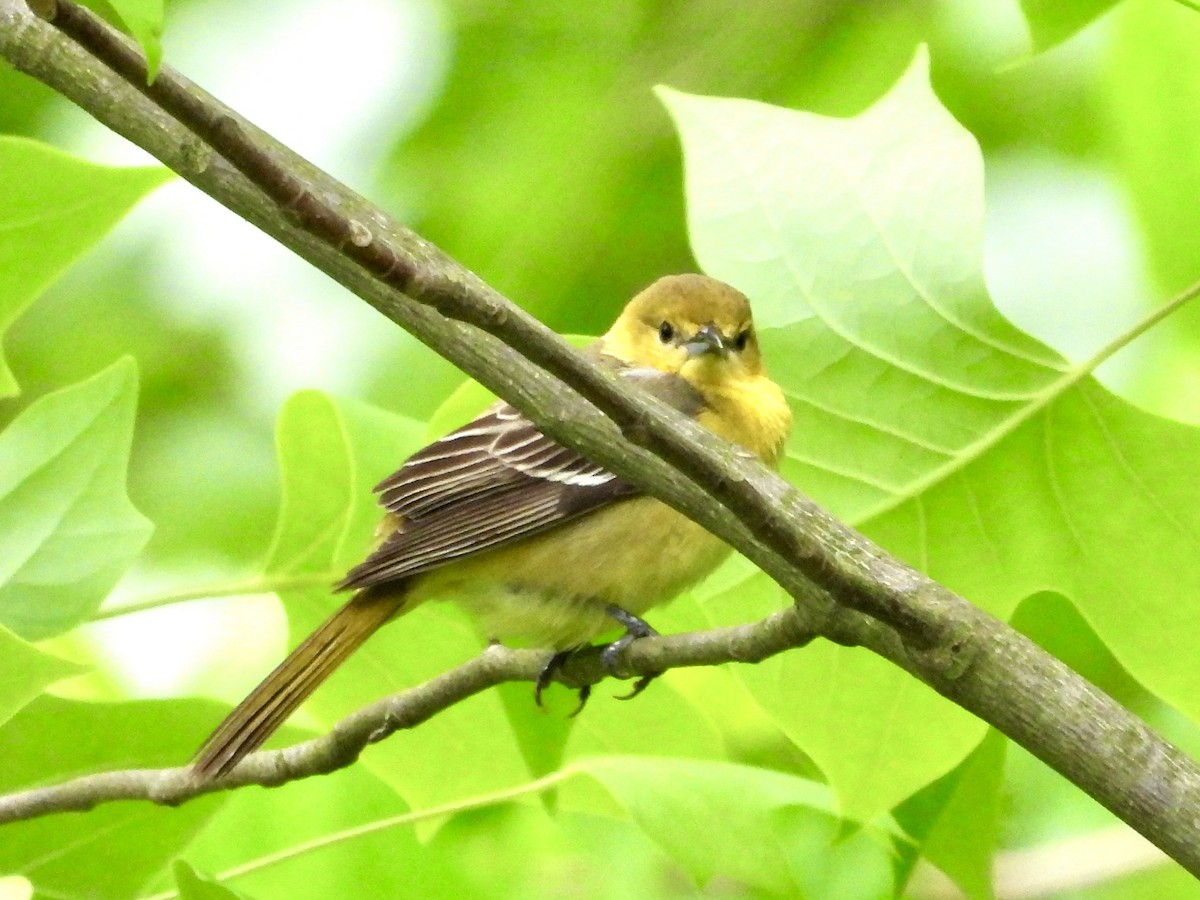 Orchard Oriole - ML619155011