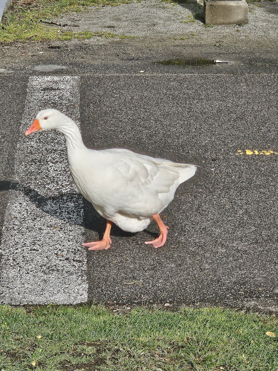 Domestic goose sp. (Domestic type) - ML619155025