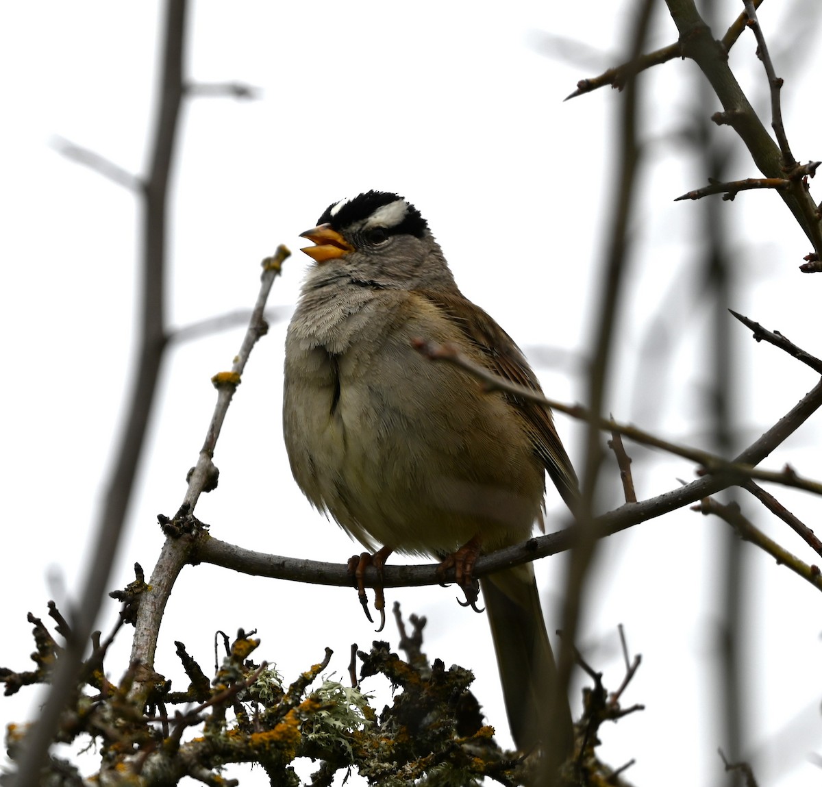 White-crowned Sparrow - ML619155029