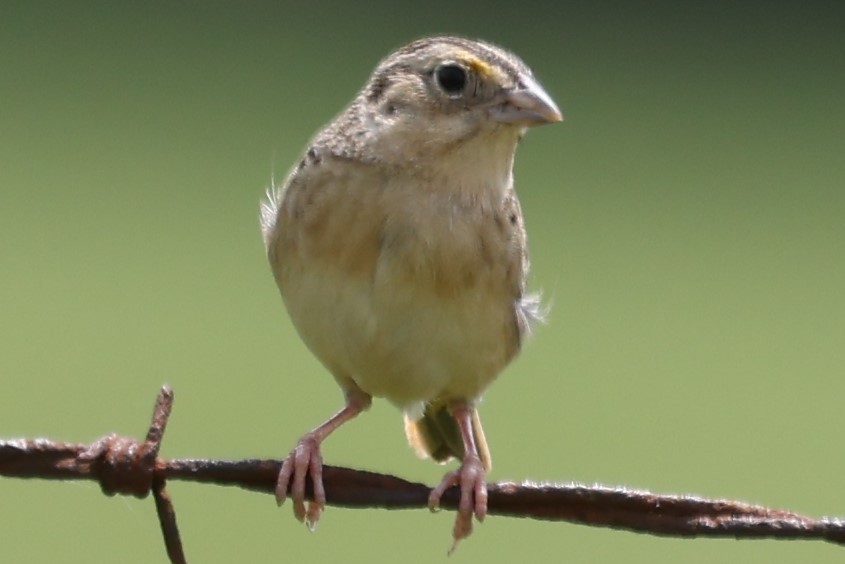 Grasshopper Sparrow - ML619155033