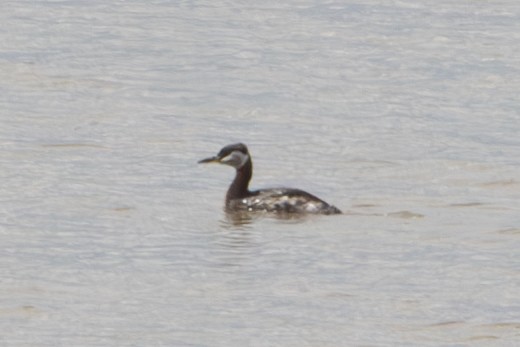 Red-necked Grebe - ML619155104