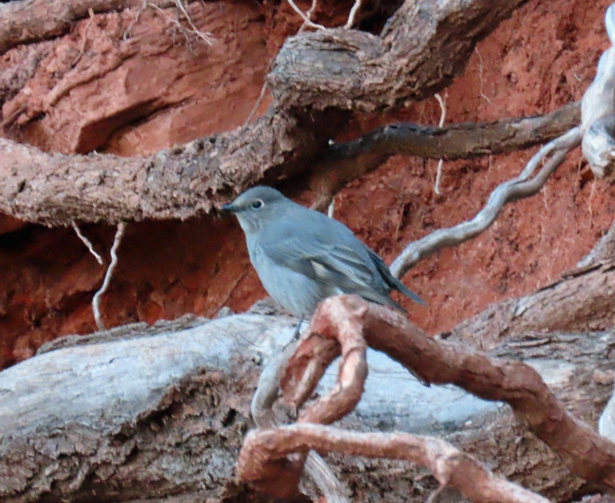 Townsend's Solitaire - ML619155115