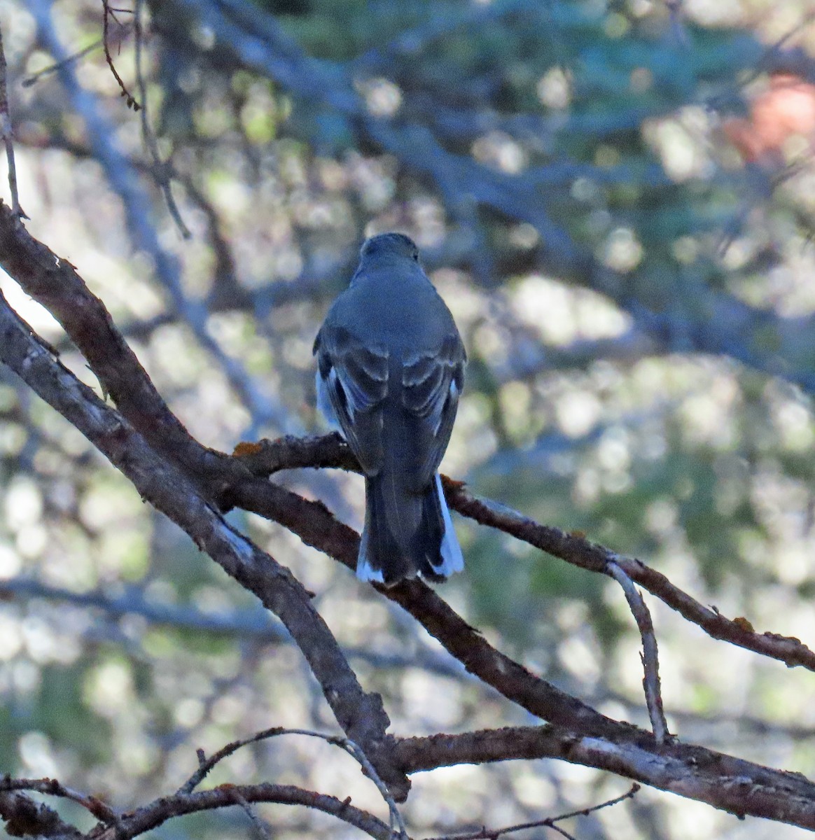 Townsend's Solitaire - ML619155116