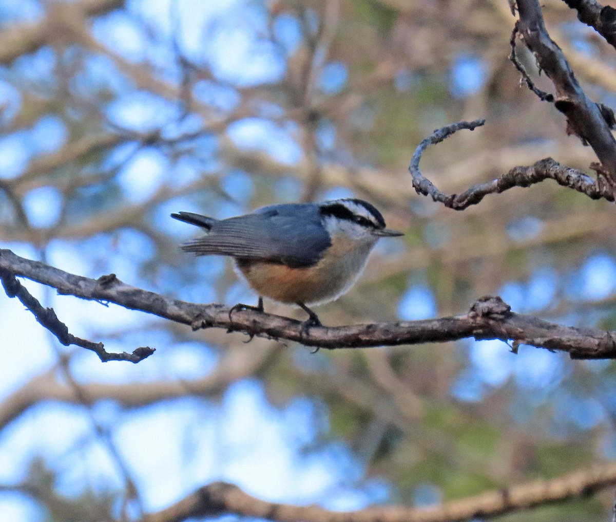 Red-breasted Nuthatch - ML619155130