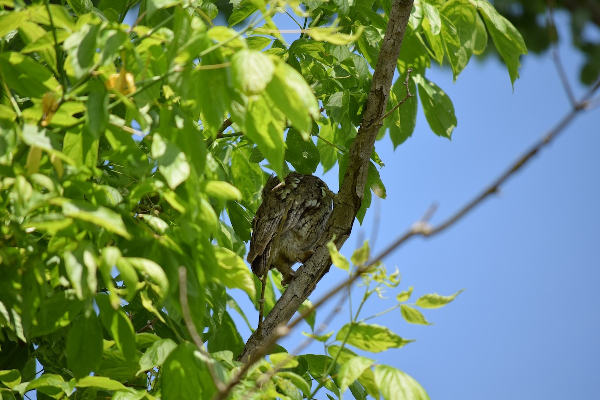 Eastern Screech-Owl - ML619155175