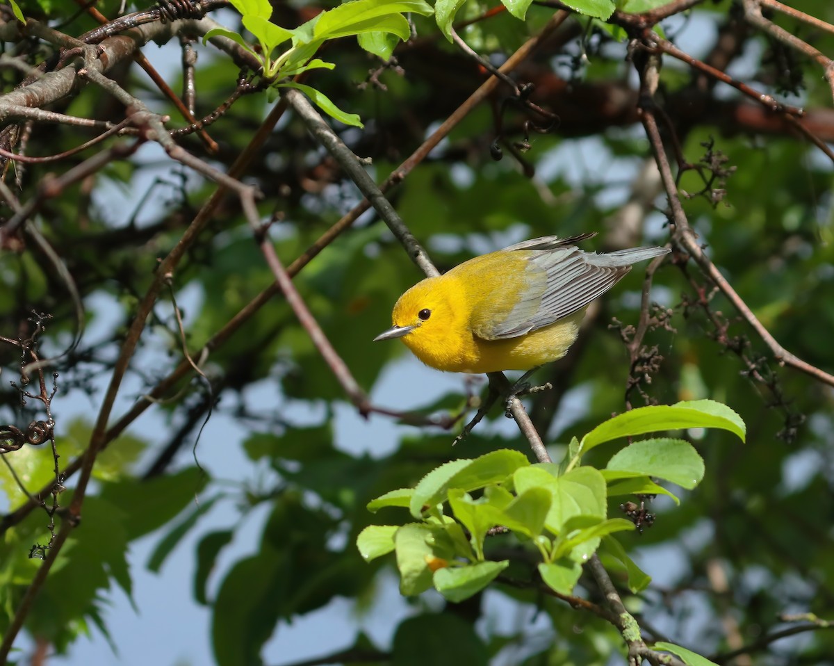 Prothonotary Warbler - ML619155192