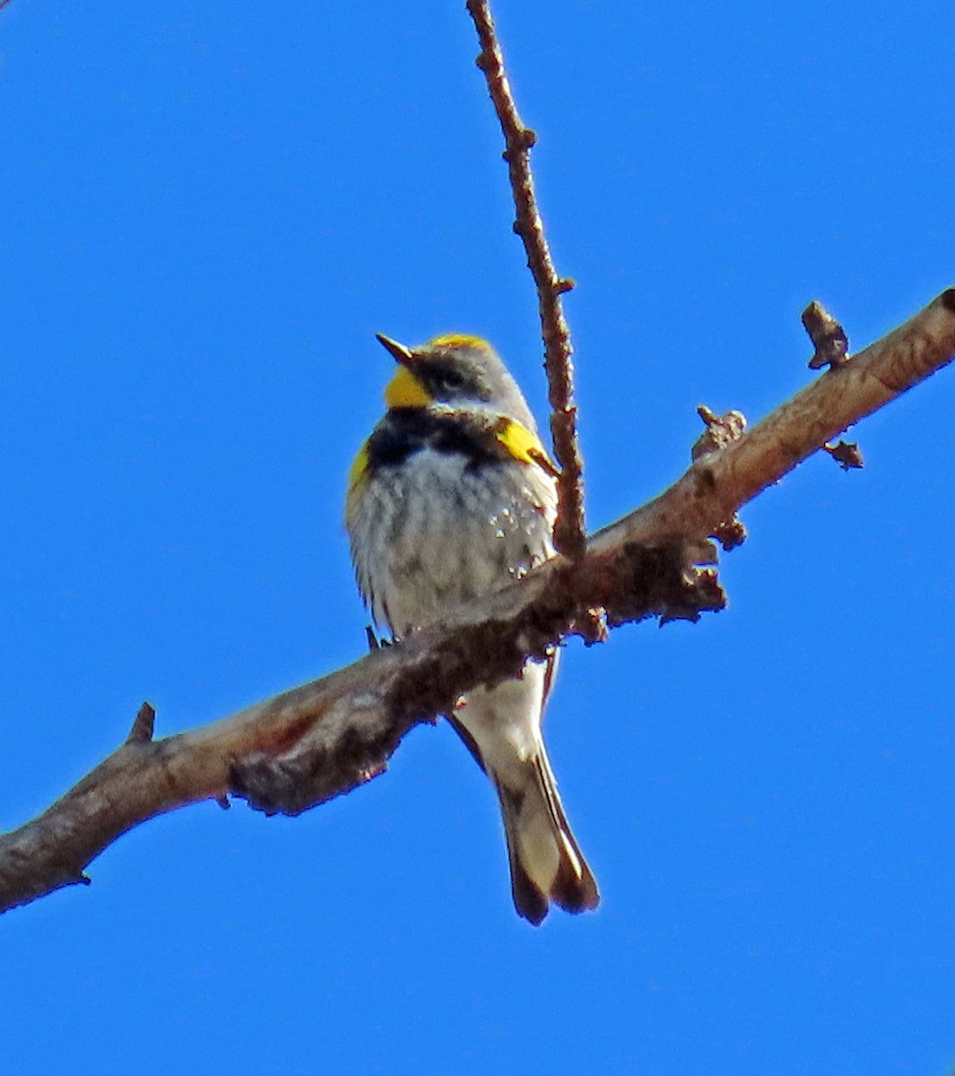 Yellow-rumped Warbler (Audubon's) - ML619155204
