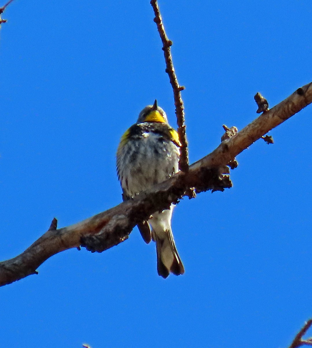 Yellow-rumped Warbler (Audubon's) - ML619155205