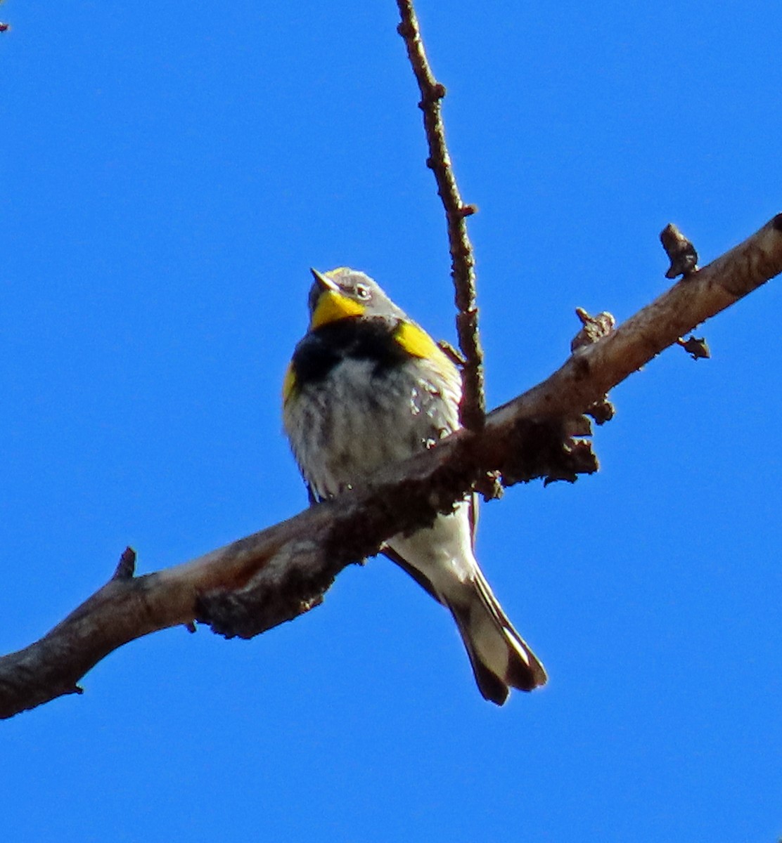 Yellow-rumped Warbler (Audubon's) - ML619155206