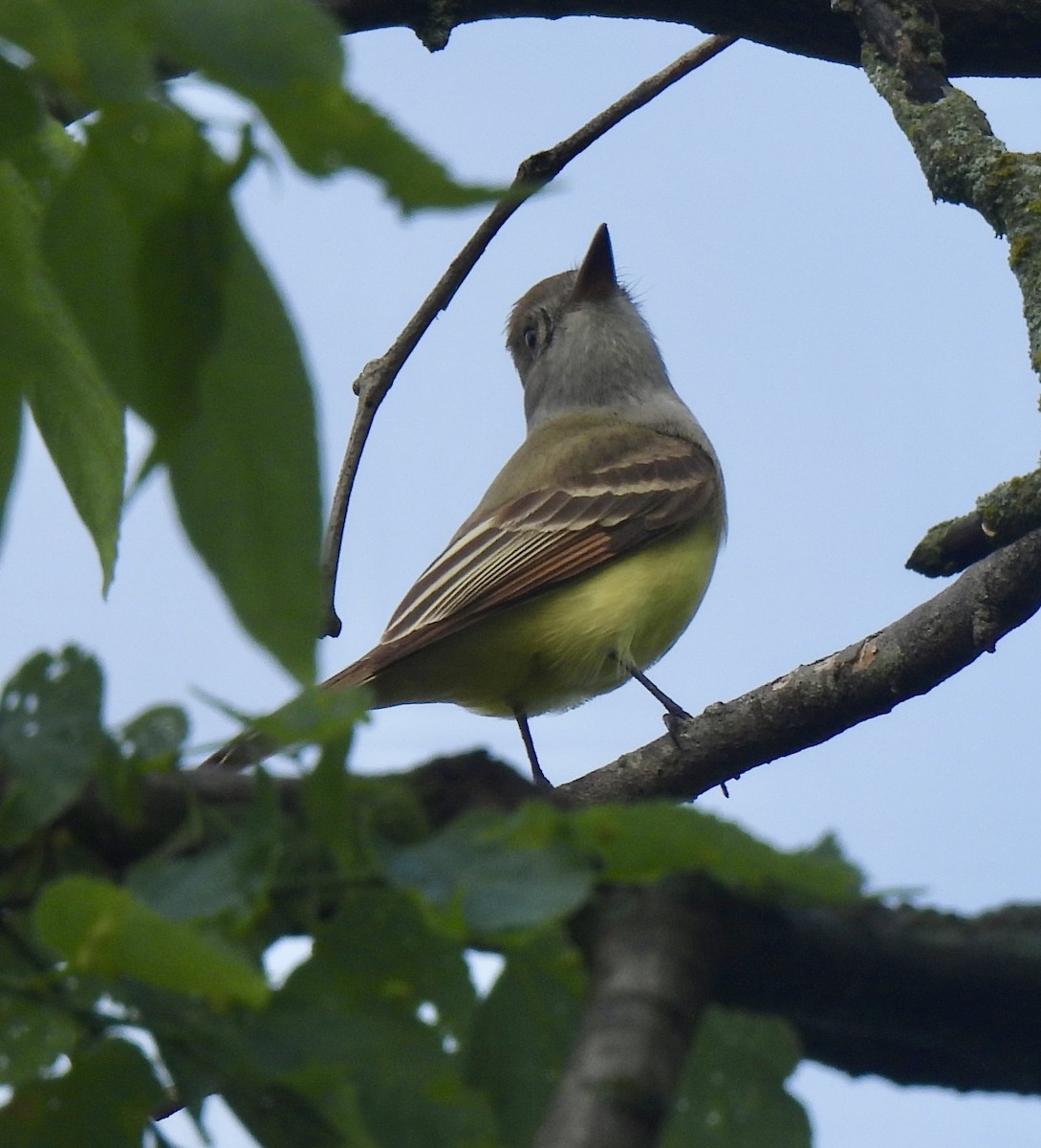 Great Crested Flycatcher - ML619155221