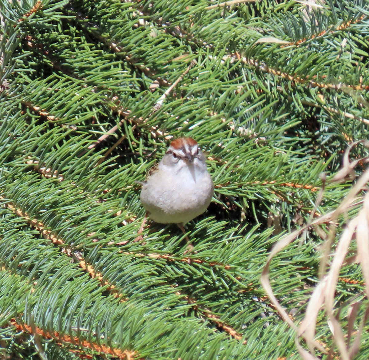 Chipping Sparrow - ML619155235