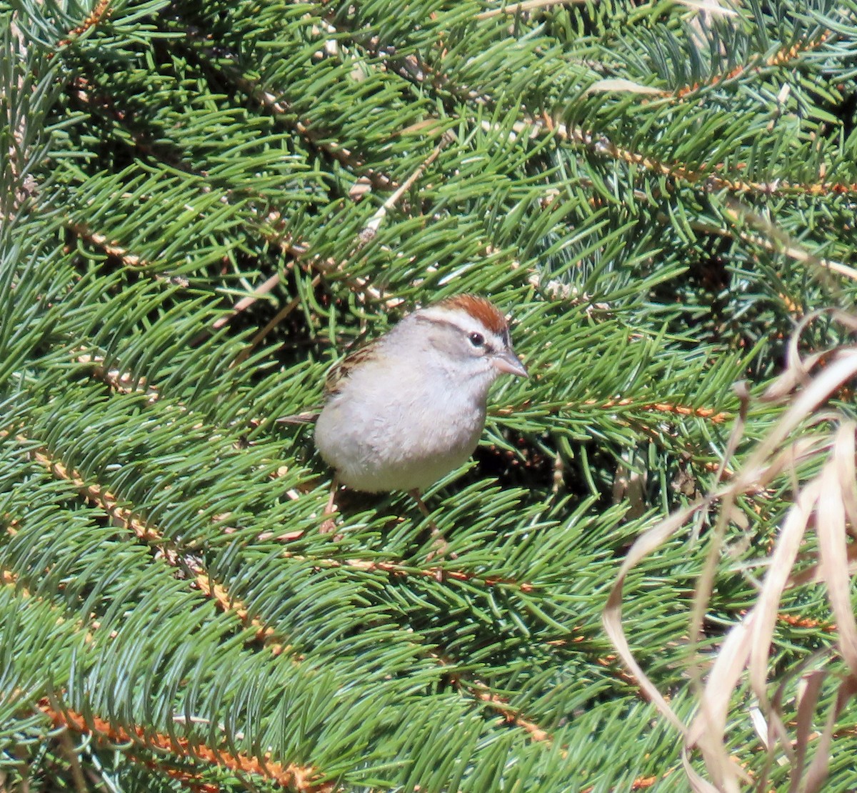 Chipping Sparrow - ML619155236
