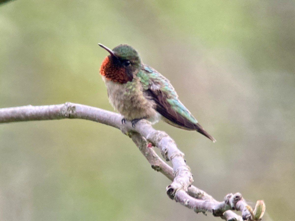 Ruby-throated Hummingbird - ML619155269