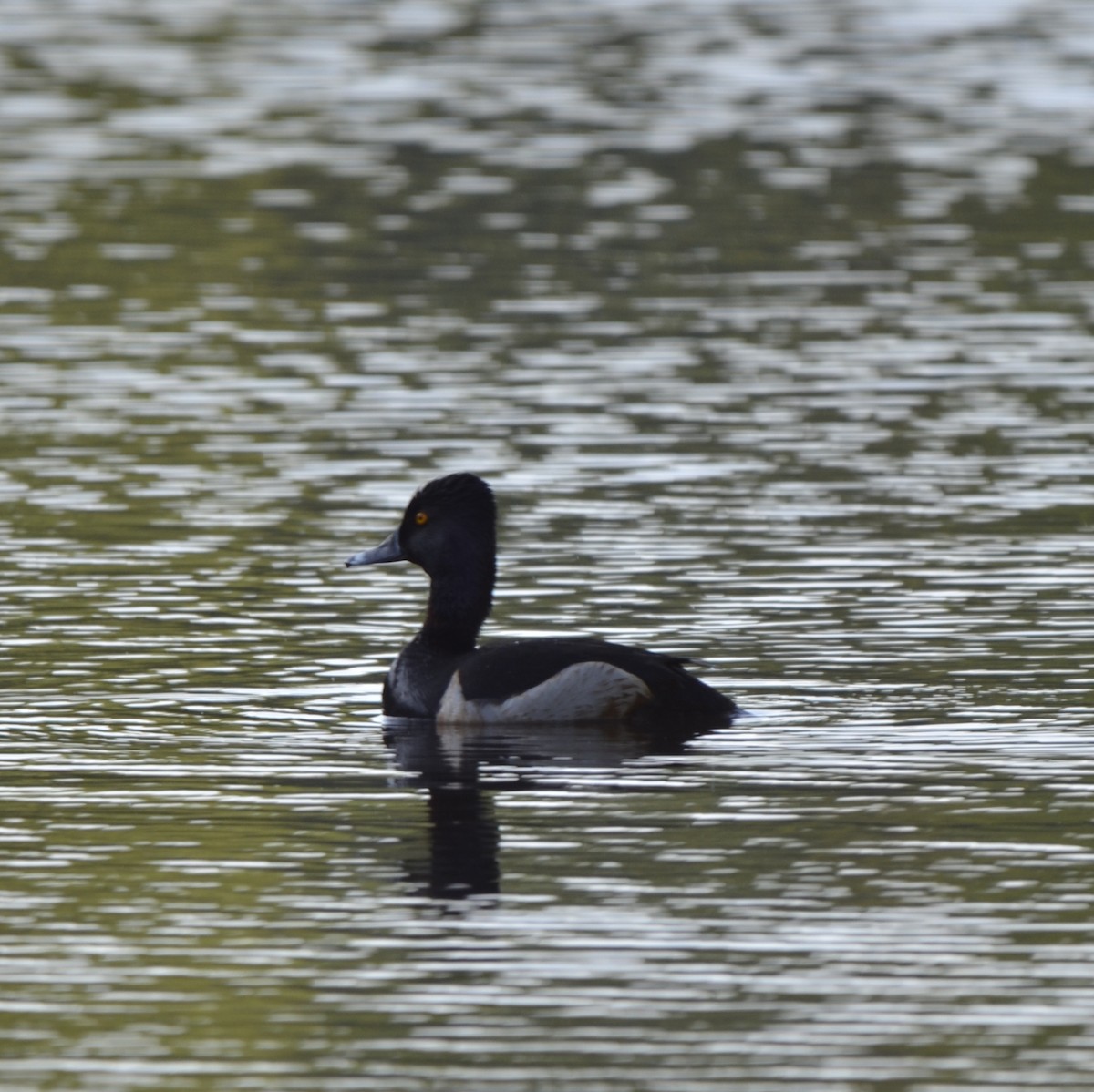 Ring-necked Duck - ML619155281
