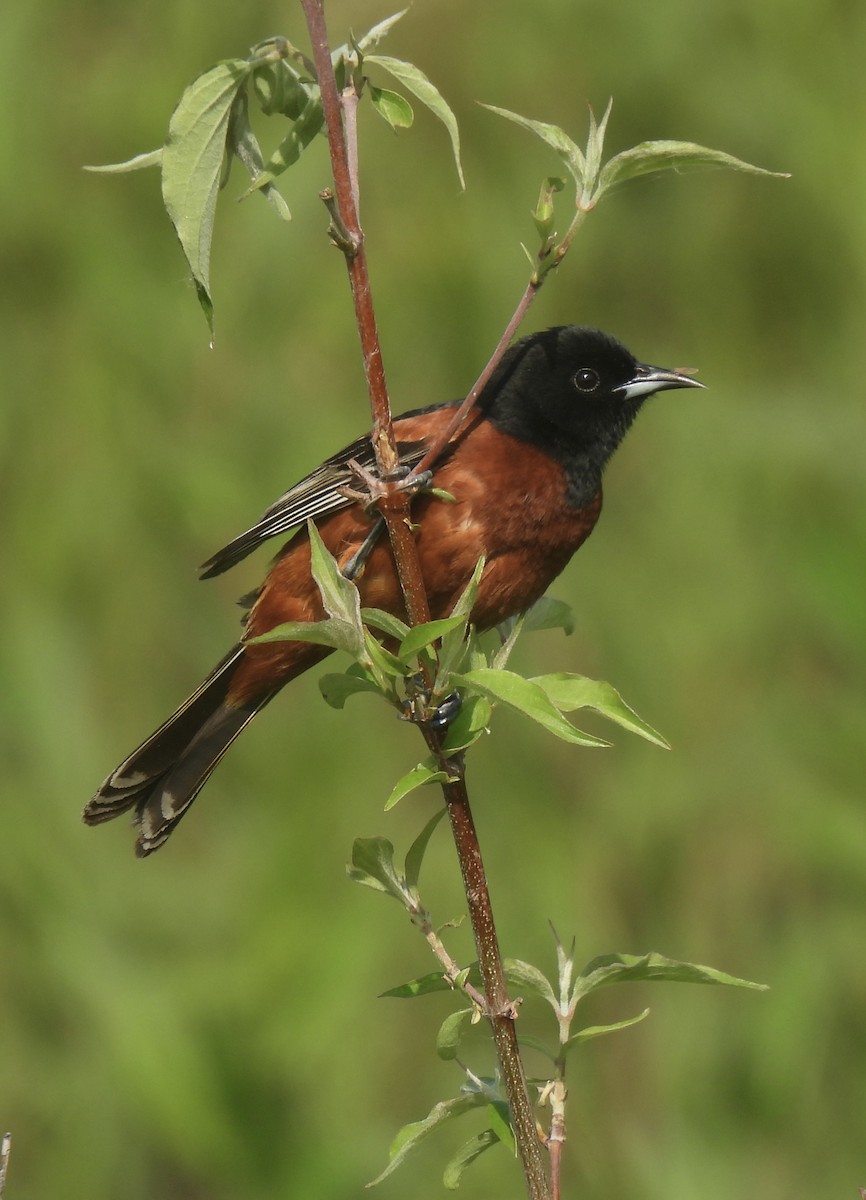 Orchard Oriole - ML619155292