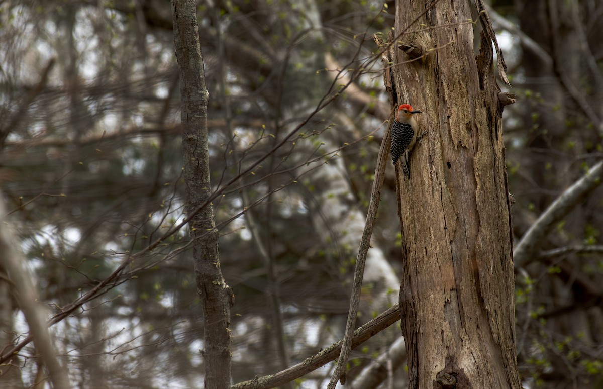 Red-bellied Woodpecker - ML619155307