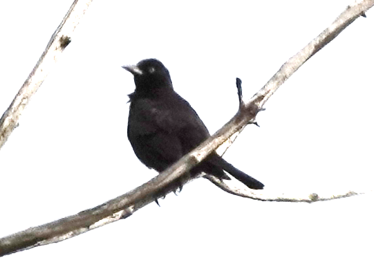 Rusty Blackbird - ML619155312